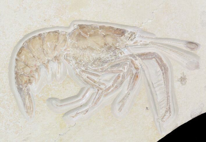 Detailed Fossil Shrimp (Aeger) - Solnhofen (reduced price) #52500